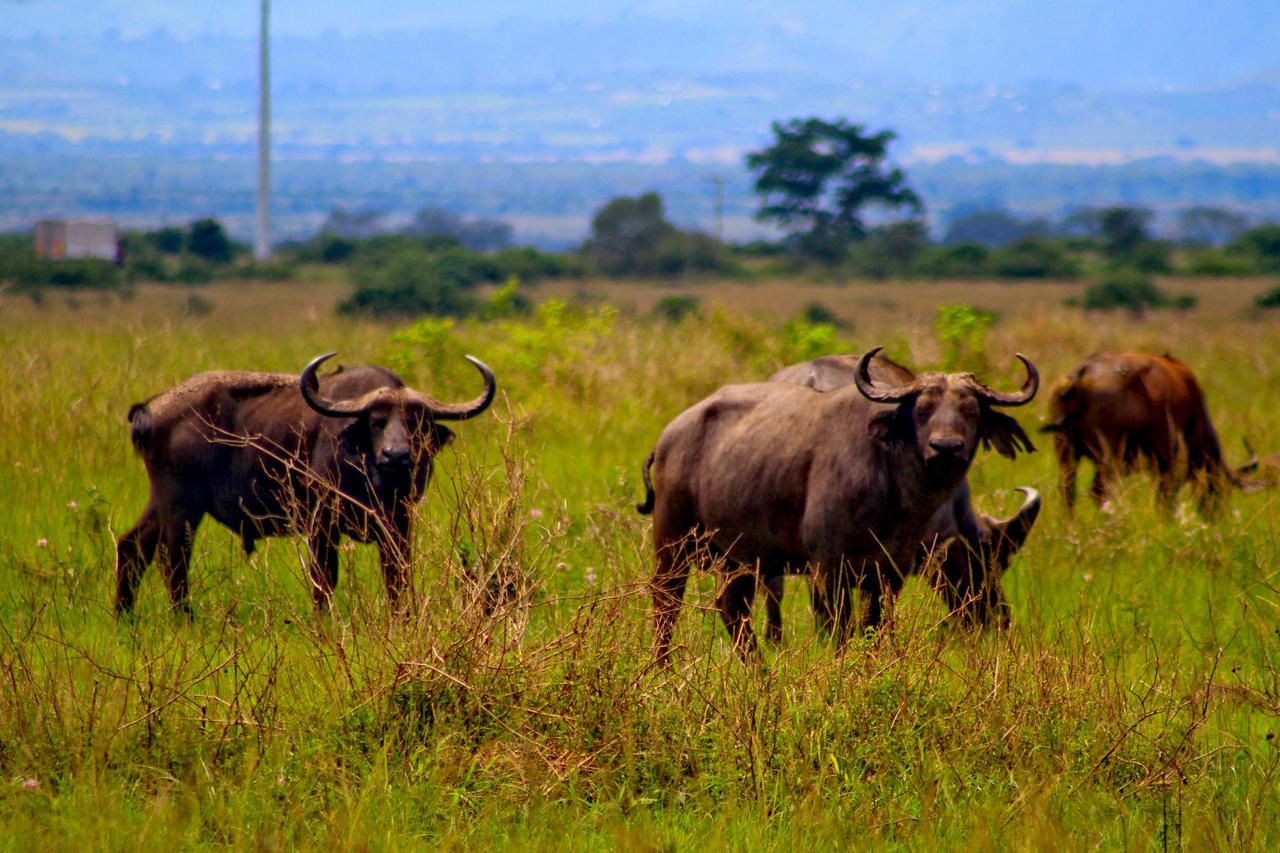 Wild Tracks Overland Camp Kasese Luaran gambar